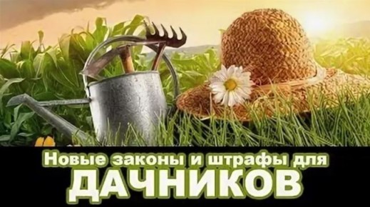 Новые штрафы за инвазивные растения: как владельцам участков действовать с 1 марта