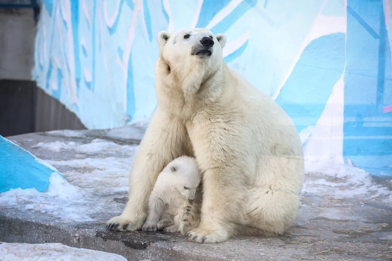 Стал известен пол белого медвежонка из Новосибирского зоопарка Стал известен пол белого медвежонка из Новосибирского зоопарка