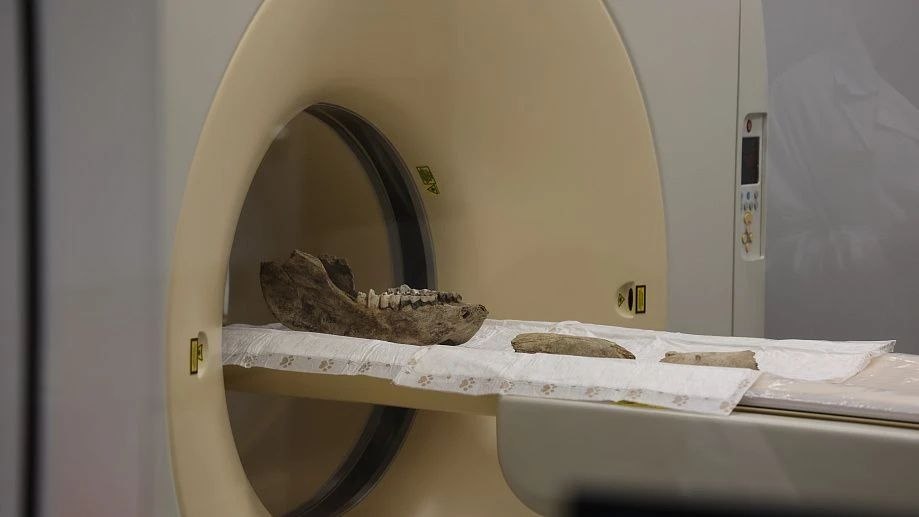 Учёные НГУ впервые провели исследования челюстей шерстистого носорога на компьютерном томографе