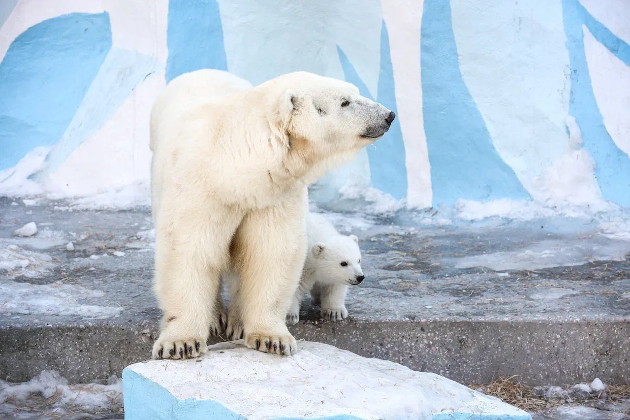 Стал известен пол белого медвежонка из Новосибирского зоопарка Стал известен пол белого медвежонка из Новосибирского зоопарка