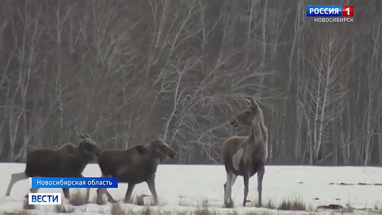 Популяция выросла. Численность лосей увеличилась в Новосибирской области