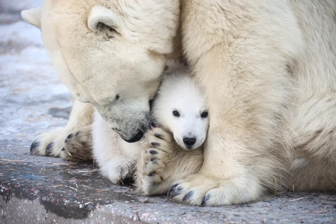 Стал известен пол белого медвежонка из Новосибирского зоопарка