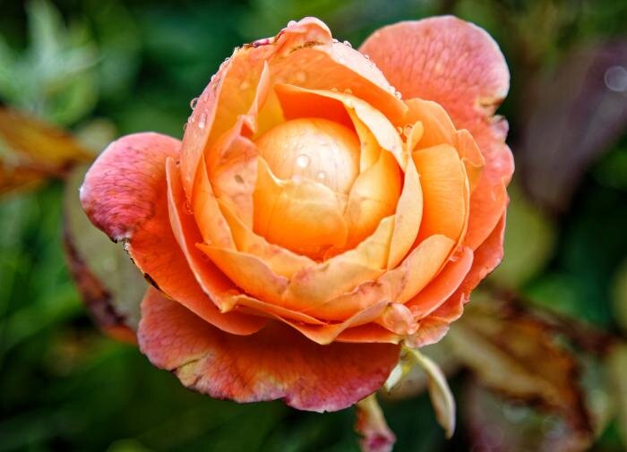 Как вырастить идеальные розы для романтического сада