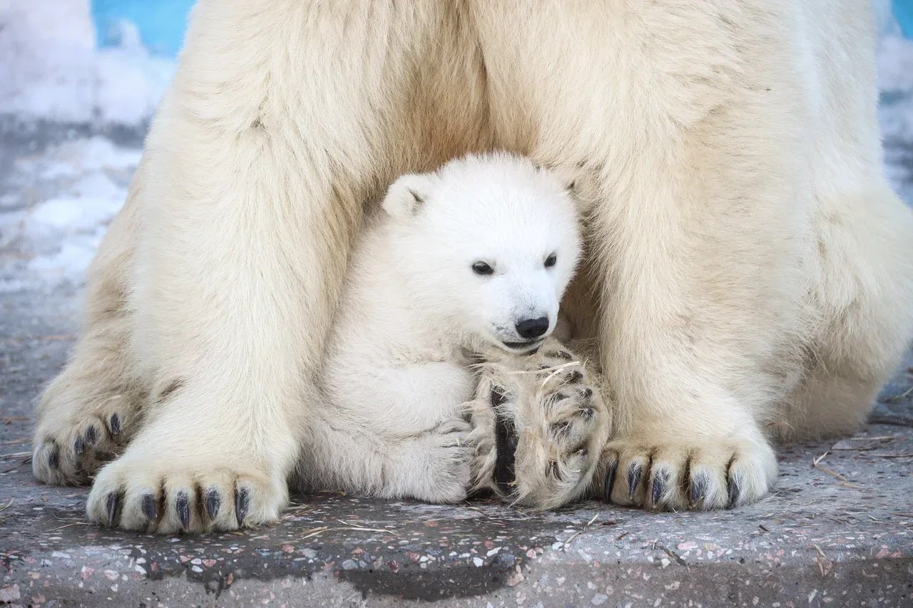 Стал известен пол белого медвежонка из Новосибирского зоопарка Стал известен пол белого медвежонка из Новосибирского зоопарка
