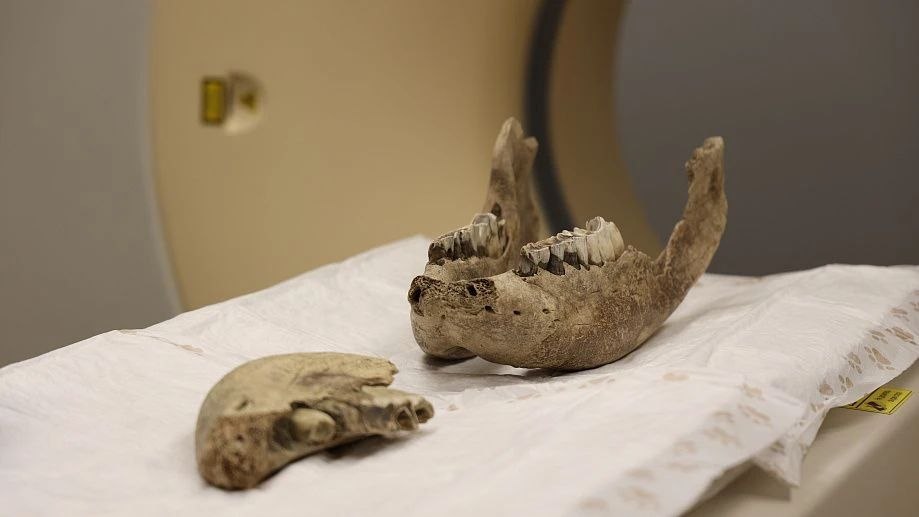 Учёные НГУ впервые провели исследования челюстей шерстистого носорога на компьютерном томографе Учёные НГУ впервые провели исследования челюстей шерстистого носорога на компьютерном томографе