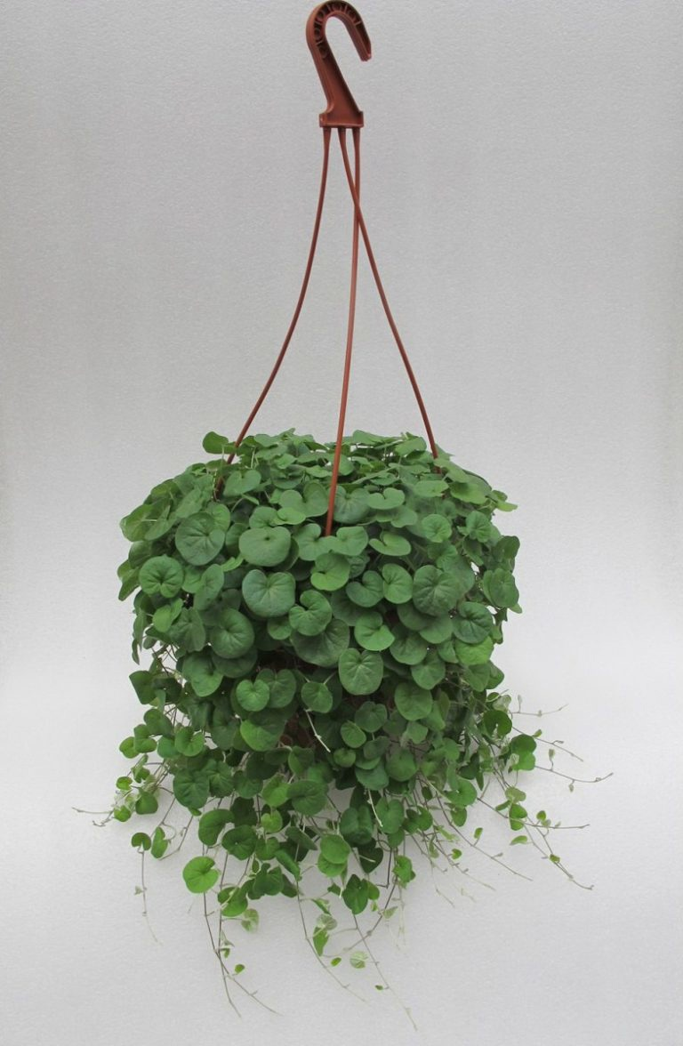 Дихондра: уникальный способ создать зелёный водопад у себя дома