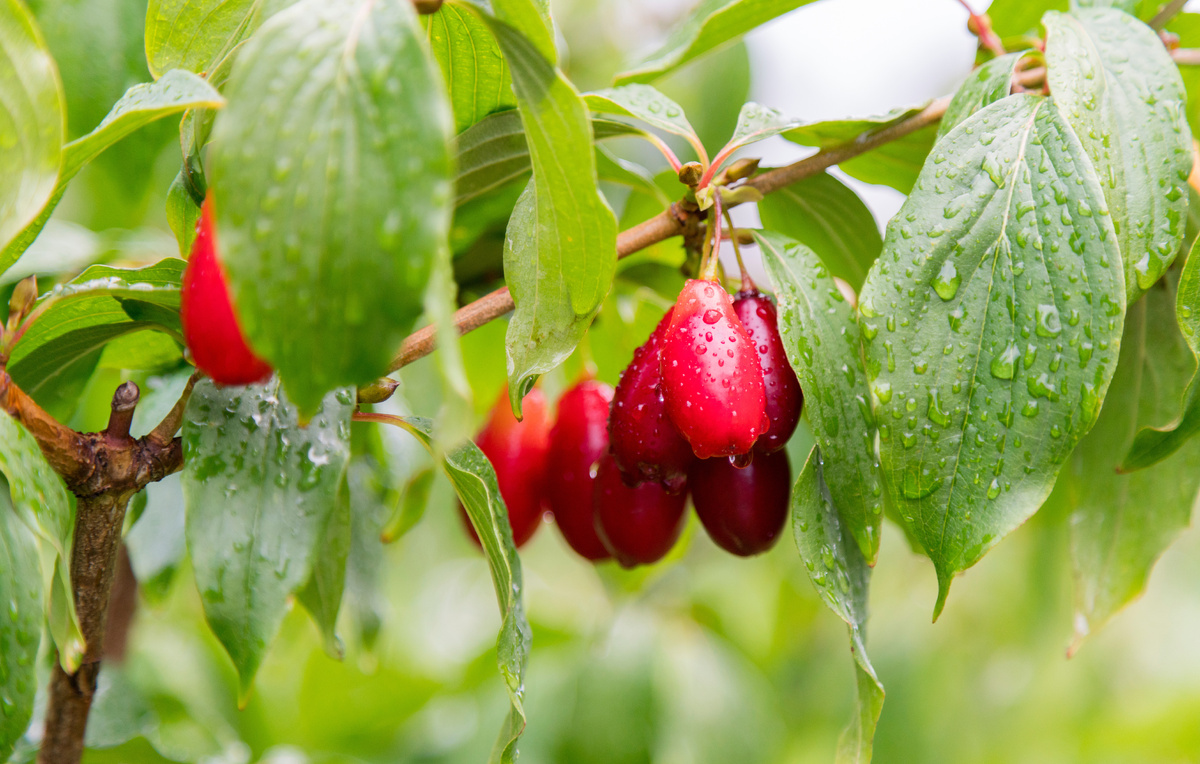 Кизил в вашем рационе: полезные свойства и способы приготовления