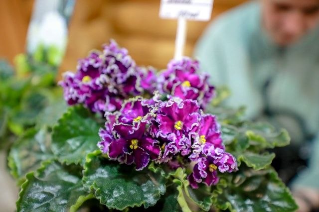 В Дачной академии научат вертикальному озеленению