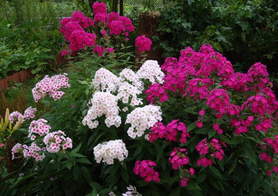 Флокс: цветочный калейдоскоп для вашего сада