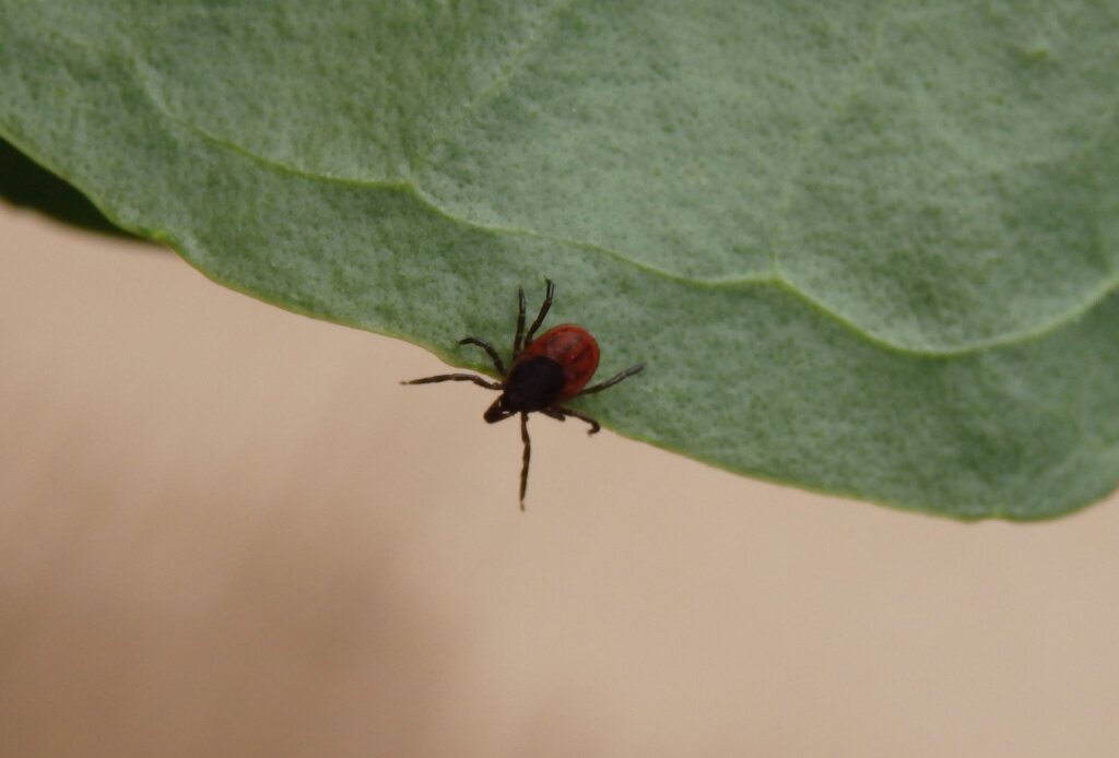 Как наслаждаться летом без назойливых насекомых: советы по защите от клещей, комаров и мошек