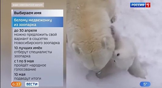 Выбери имя медвежонку. Новосибирский зоопарк объявил конкурс! Нужно придумать имя для белого медвежонка, который родился 7 декабря у Кая и Герды