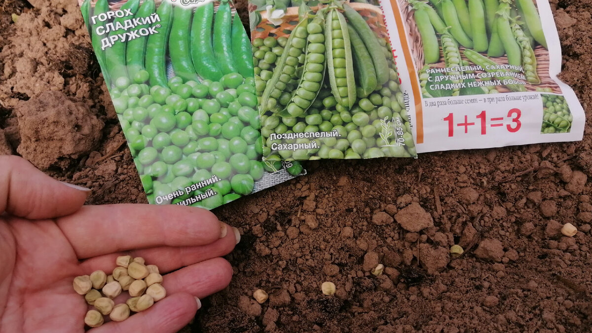 Секреты успешного выращивания гороха: советы для дачников