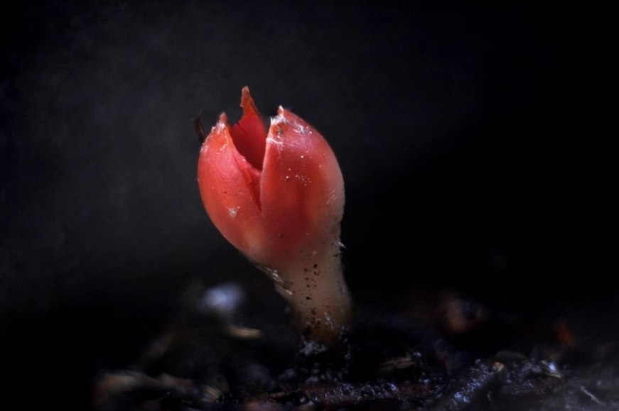 В Новосибирской области появились первые грибы В Новосибирской области появились первые грибы