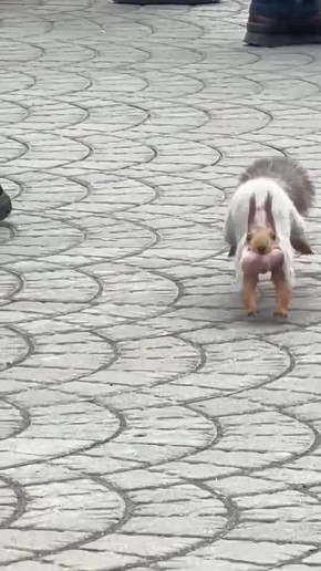 В Новосибирском зоопарке белка перенесла бельчат в новое гнездо