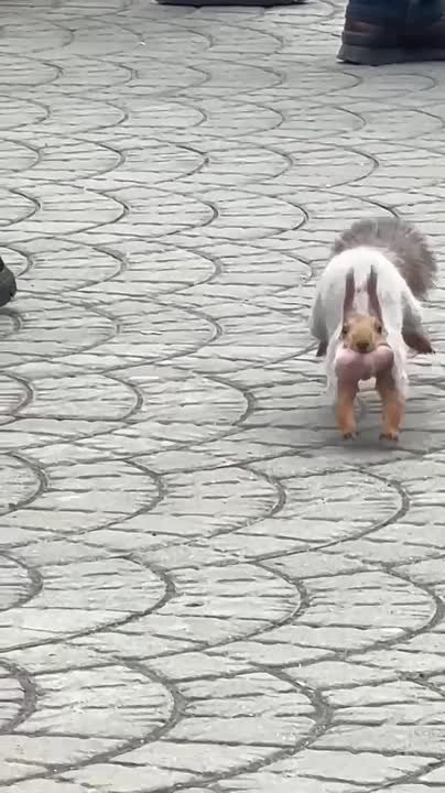 В Новосибирском зоопарке белка перенесла бельчат в новое гнездо