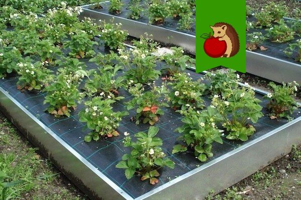 Как красиво и удобно обгородить грядки на даче