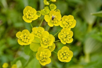 Флора под угрозой: растения из Красной книги на грани исчезновения