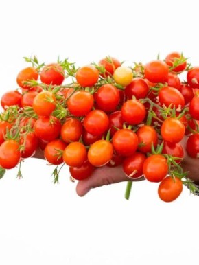 Томат Монпансье: жемчужины для вашего сада и балкона