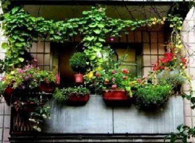 Как озеленить балкон: советы по выбору цветов для разных сторон