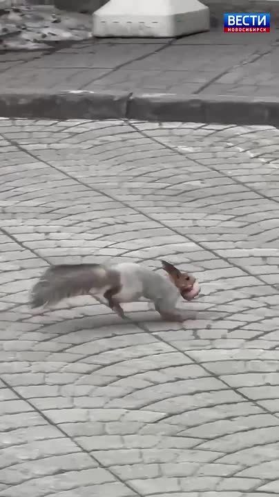 ����-�����. ���������� �������������� �������� ������� ������ ������: ����� ���������� ����� ��������� �������� �� ������ ������� � ������