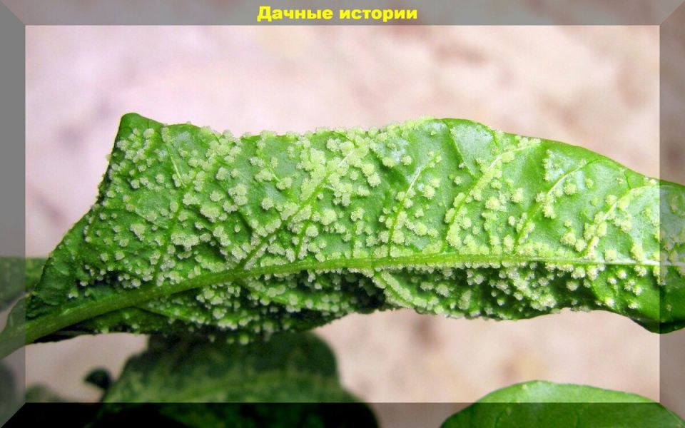 ��� ���������� � ������ �� �������: ������ ������ ��� ��������