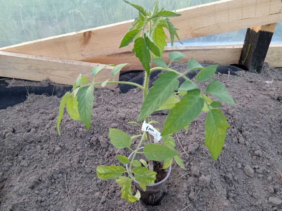 ���� �� �������: ������� ��� ������� ������