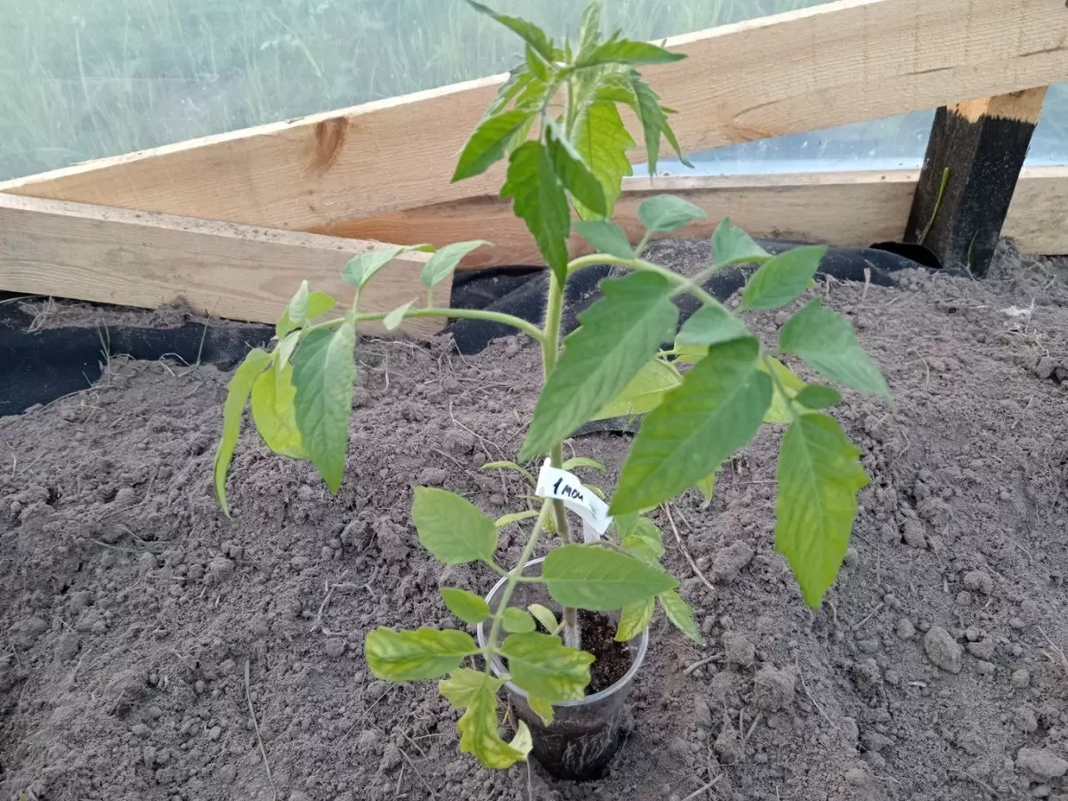 Июнь на огороде: секреты для щедрого урожая