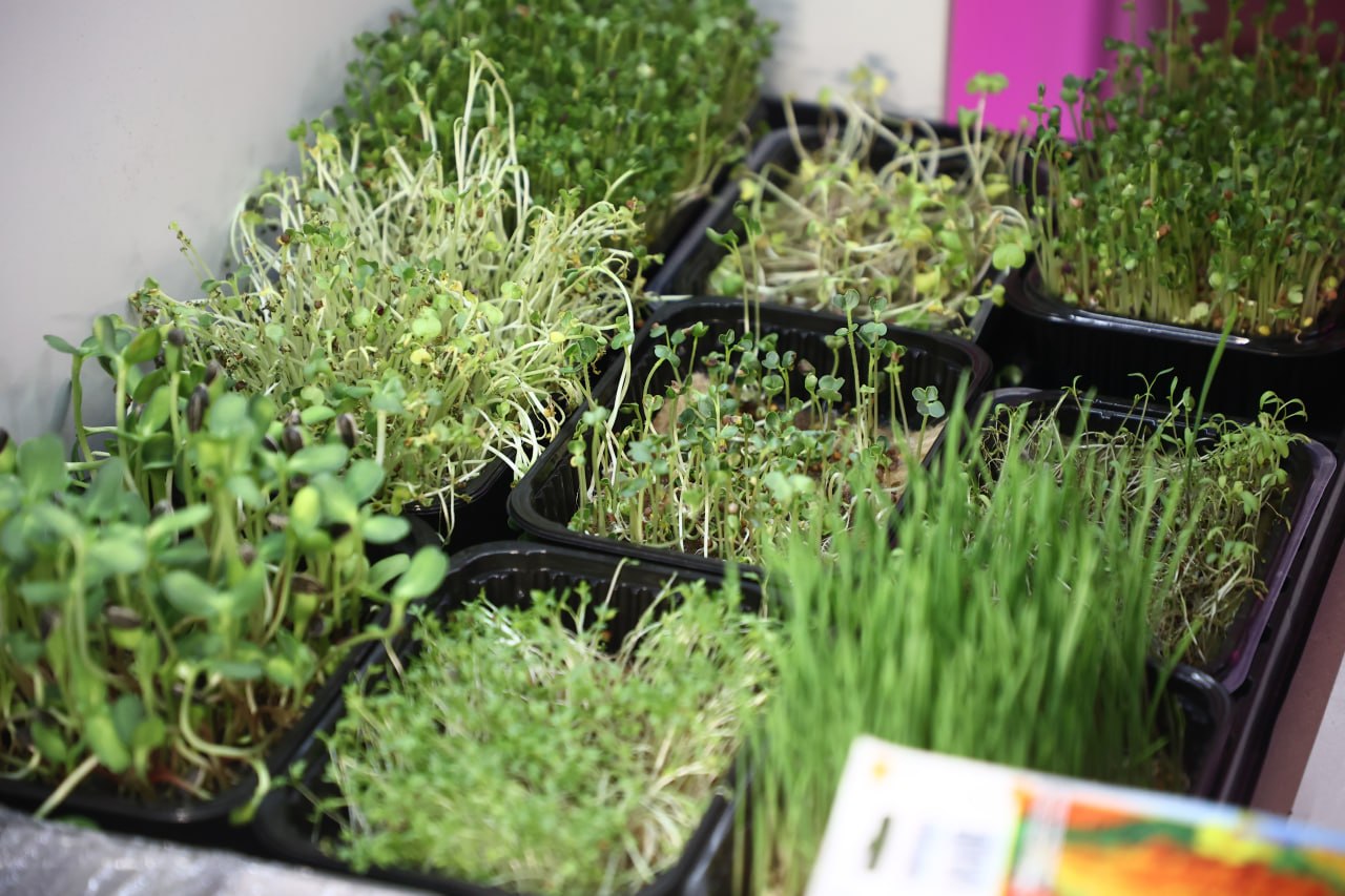 Биолабораторию для выращивания овощей открыли в новосибирской гимназии Биолабораторию для выращивания овощей открыли в новосибирской гимназии