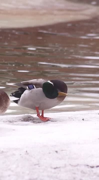 ���� ��������� � ������������� ������� ����� �������