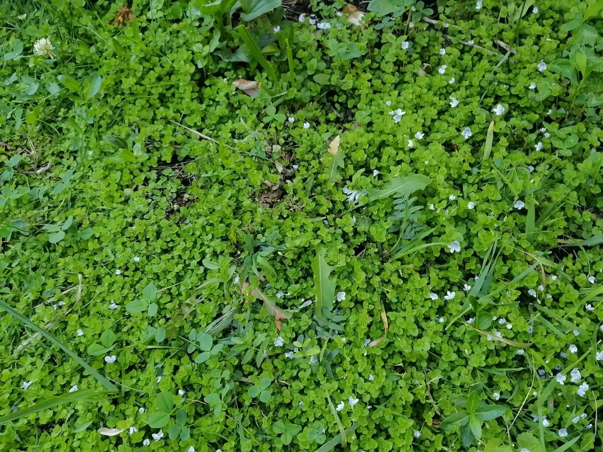 Вероника: красота и универсальность на вашем газоне