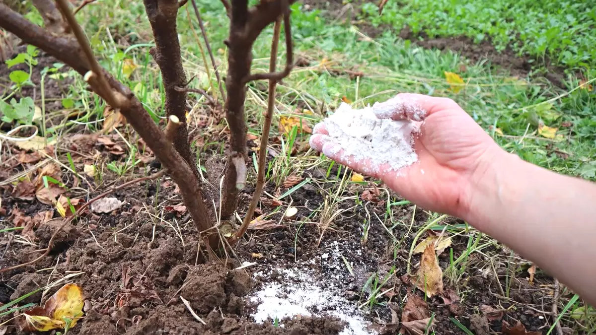 Ошибки осени: как подготовить сад к щедрому урожаю весной