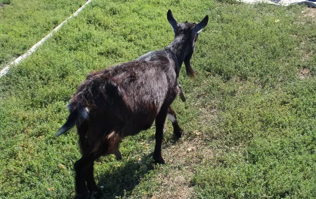 Почему коза не кормит своих козлят?