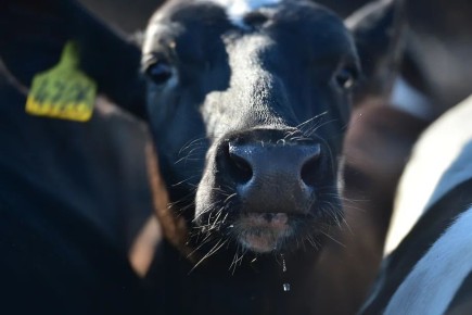 �������� ����������� ������������� �������� �������� ����� � ������������� ������� � ������ ���� ������� � �������������� �������� ������� � ������� 0,8 ���� ���., ������� �� ������� ��������� ���������� ������� �� 2026 ���