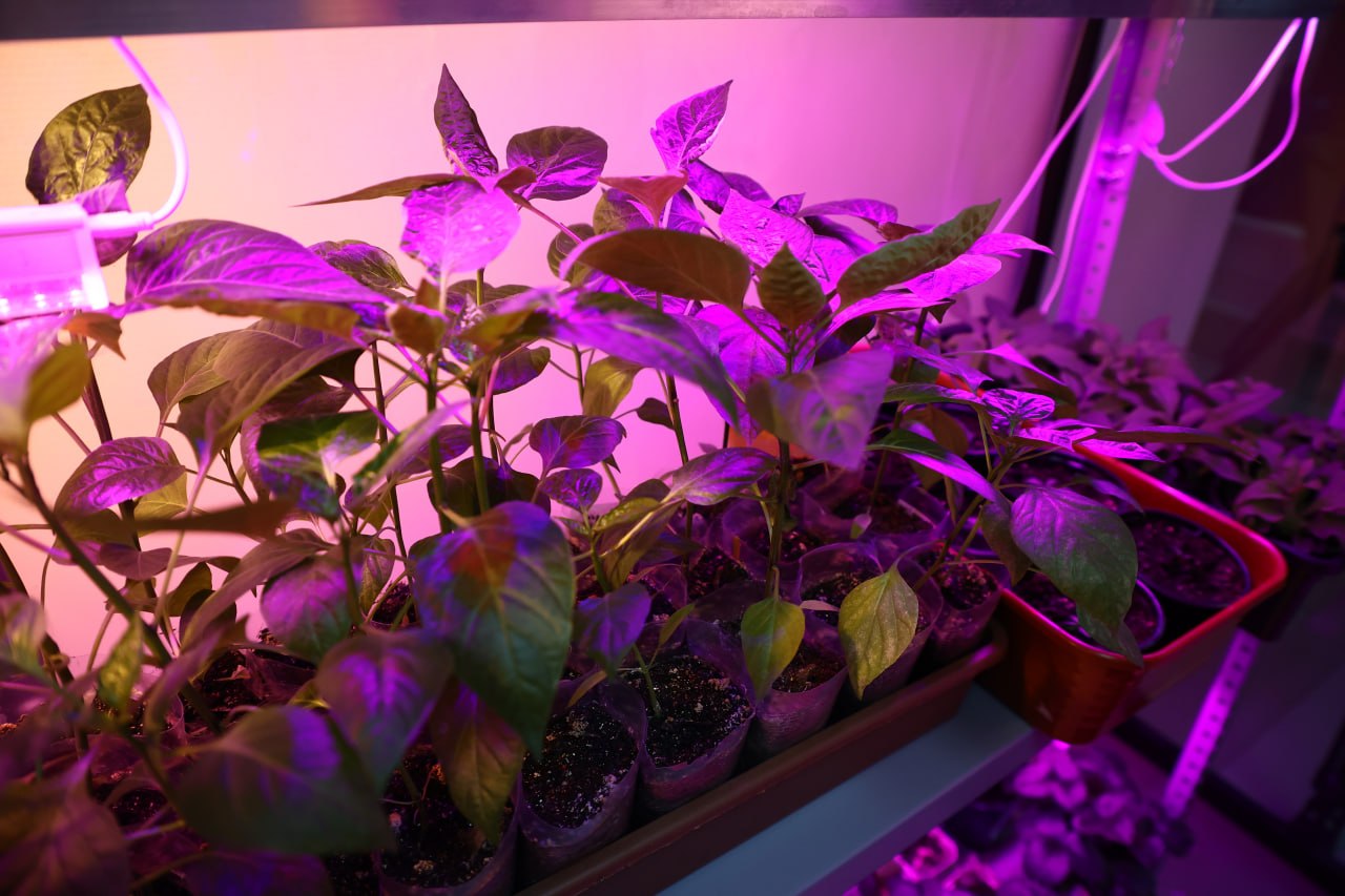 Биолабораторию для выращивания овощей открыли в новосибирской гимназии Биолабораторию для выращивания овощей открыли в новосибирской гимназии