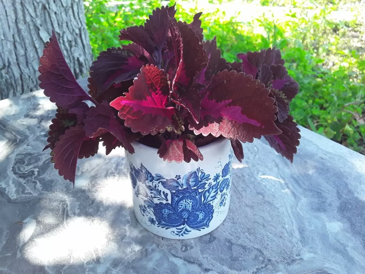 Как колеусы удивили садоводов: история укоренения и новые идеи для клумбы