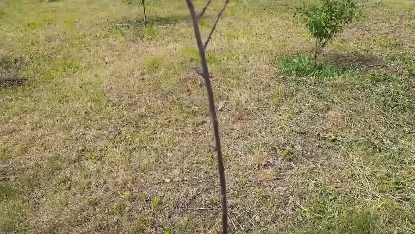 Как один простой совет преобразил сад опытного дачника