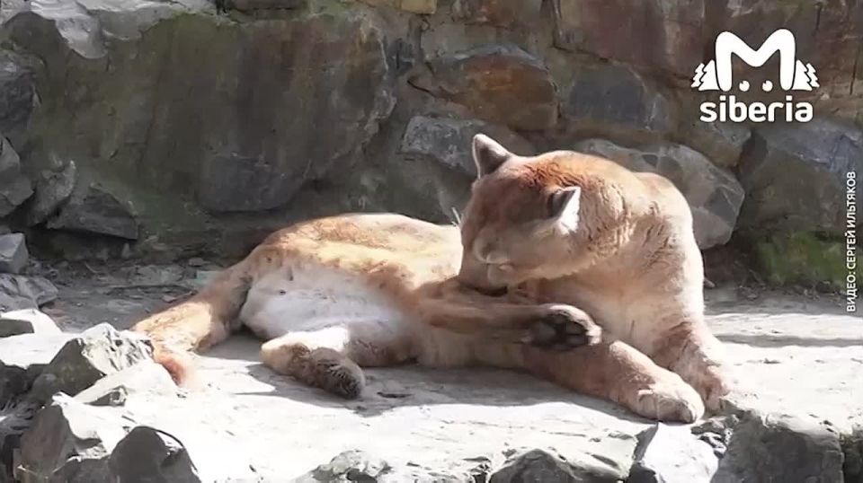 ������� ���� ���� � ������������� ��������: ������, ����� ������, �������, ����������