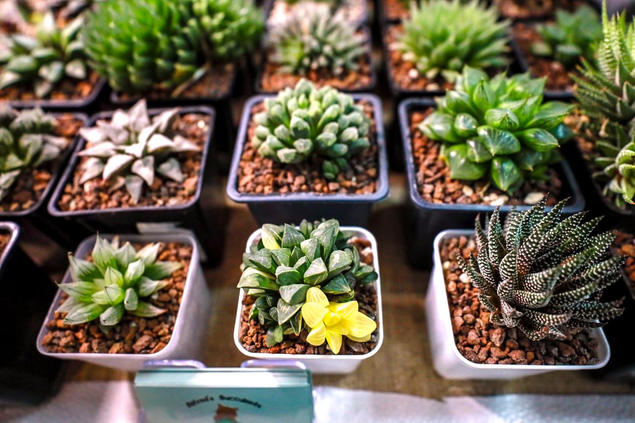 В Дачной академии расскажут, как ухаживать за комнатными и садовыми растениями