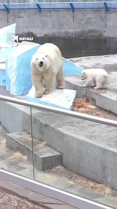 ��������� ���������� (� ������ ����� ����� � �����!) �� �������������� �������� ��������� ������� �����: ���� ����� ����� ����