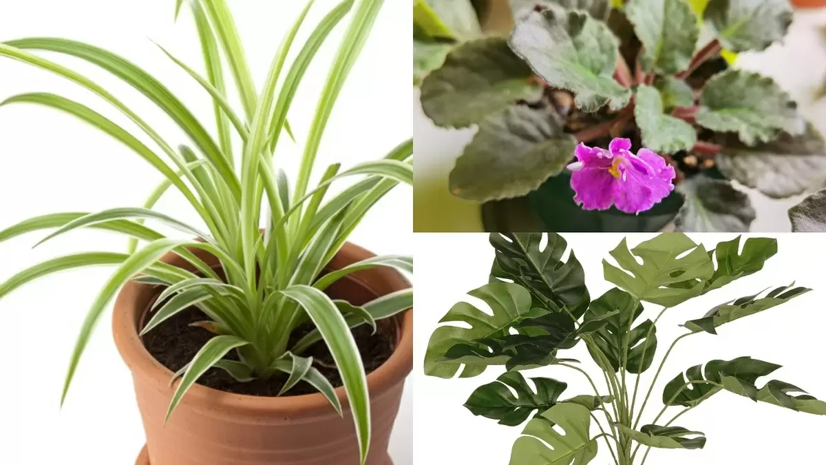 Правильный дренаж растений: что действительно влияет на здоровье корней