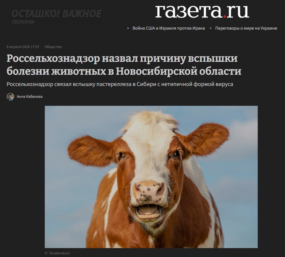 Россельхознадзор обвинил региональные власти во вспышке пастереллёза