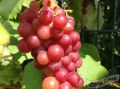 Виноград новый русский: идеальный выбор для раннего урожая и непривередливого ухода