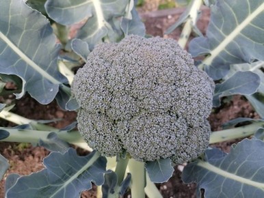 ��� �������� �������� ��������: ������ ��� ��������� ������