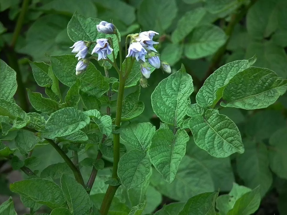 Как полив картофеля может спасти или погубить урожай: советы эксперта