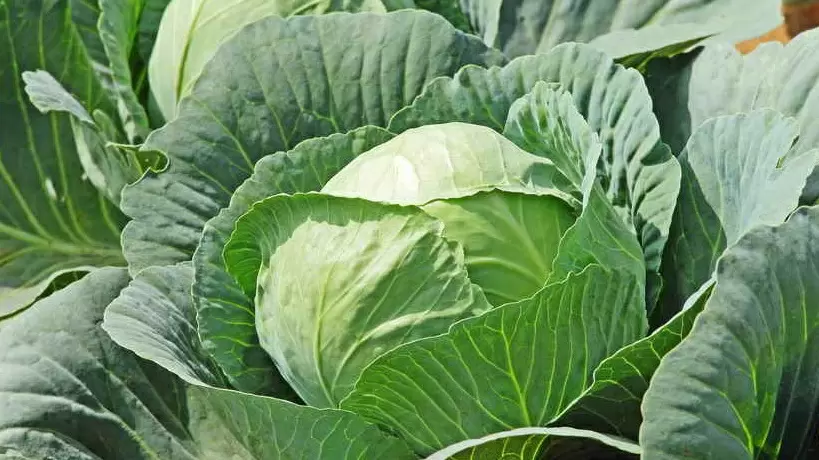 Как добиться впечатляющего урожая капусты: три простых правила полива
