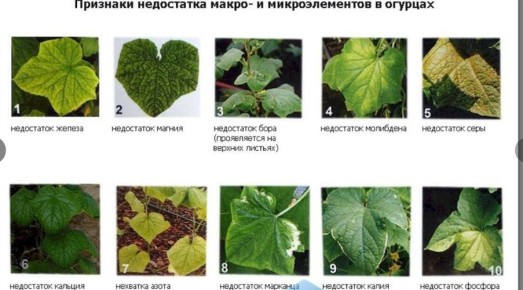 ��� ������ ������ �� ����������� �����: ����� � ��������� ������