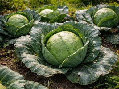 �������� �� ������: ��� ����� ������� ���� ������, ���� ��������� ����� ������ �����������