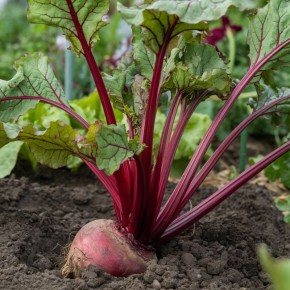 Как осеннее удобрение превращает свёклу в сладкое лакомство: ваш секретный метод