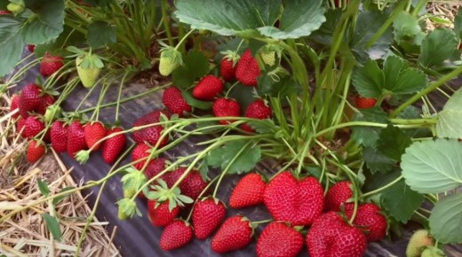 ��� �������� ������� ������ ��������: ������� ������ ��� ���������