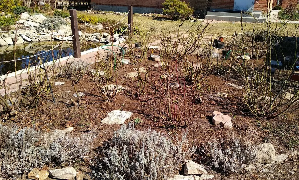 Уход за розами: советы для начинающих и опытных садоводов